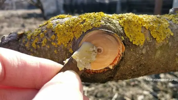 садовая замазка на срезе