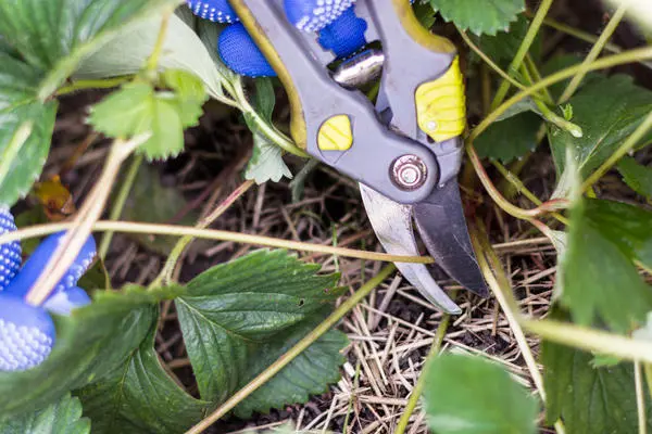 Посадка клубники в августе: сроки, схема и секреты приживаемости