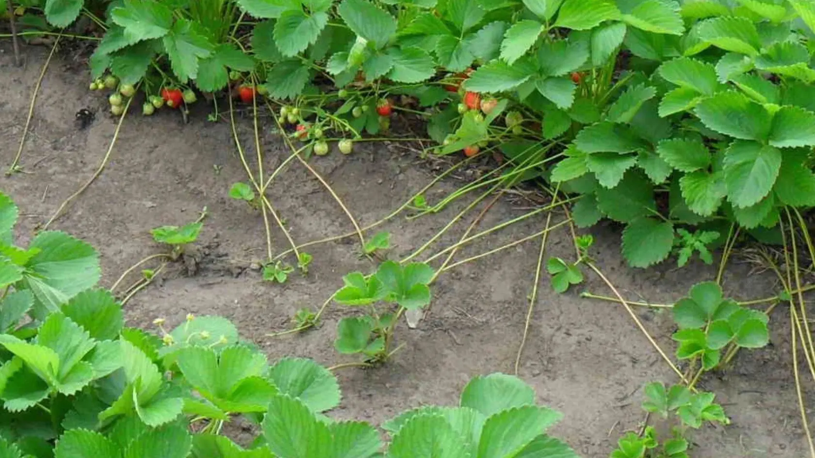 клубничные усы на грядке