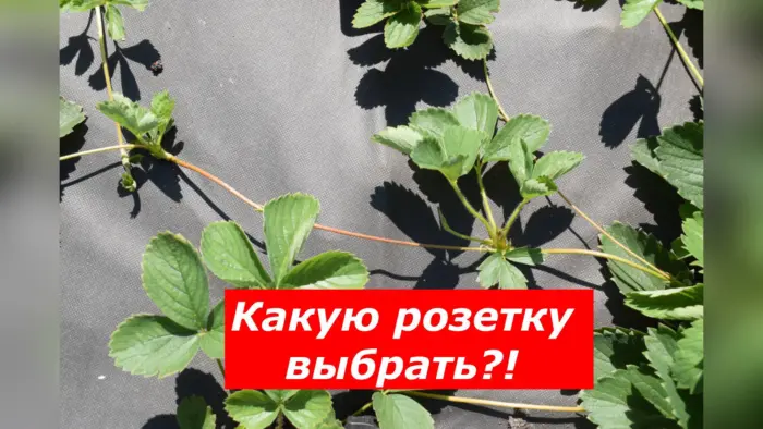 отбор розеток клубники