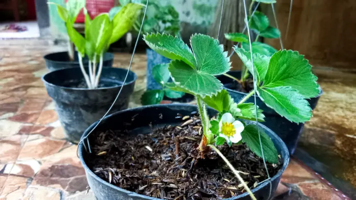 укоренение розетки клубники в горшке