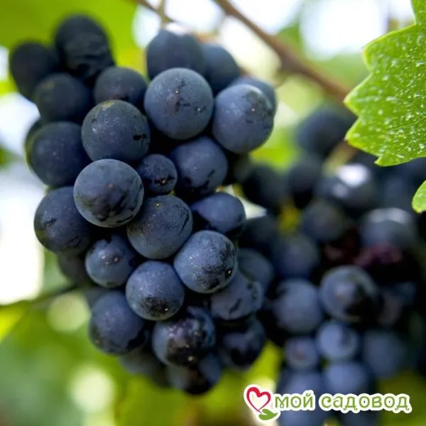 odesskiy-chyornyy-1-233818