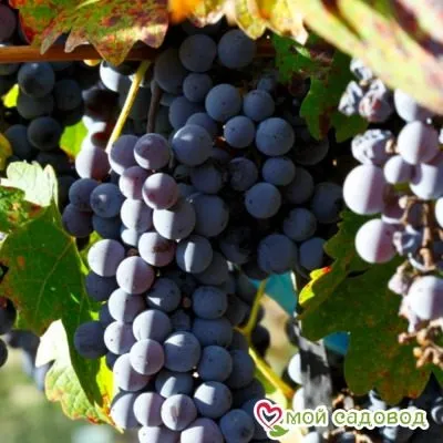 odesskiy-chyornyy-4-233818