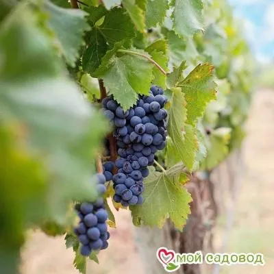 odesskiy-chyornyy-5-233818