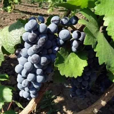 odesskiy-chyornyy-7-233818