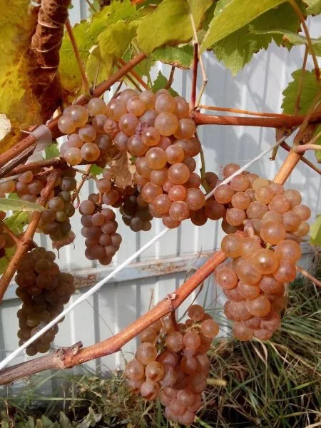 oleg-diamant-2-225873