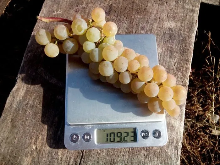 oleg-diamant-3-225873