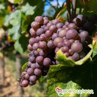 oleg-diamant-4-225873