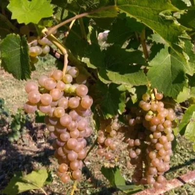 oleg-diamant-5-225873