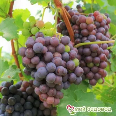 oleg-diamant-6-225873