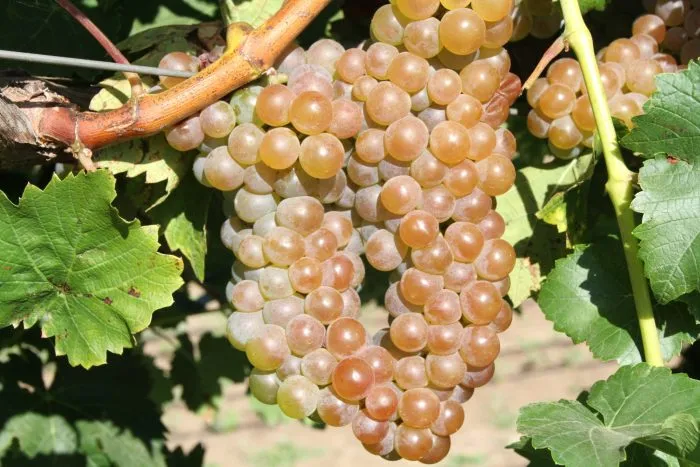 oleg-diamant-main-225873