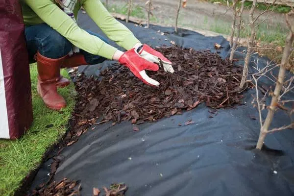 Мульчирование приствольных кругов: как, когда и чем правильно укрывать