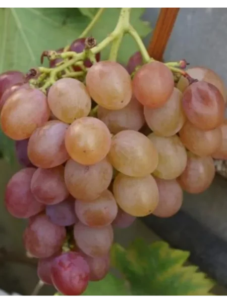 ovatsiya-main-233012