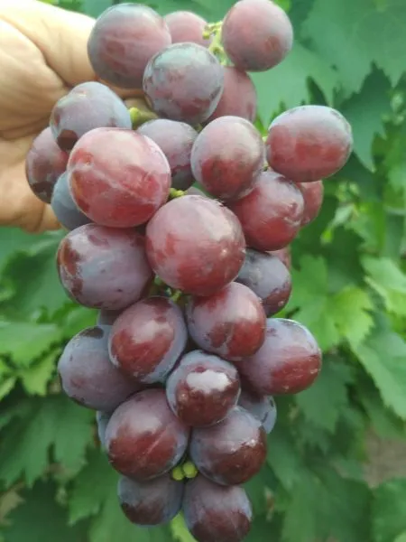 pamyati-buynenko-1-232880