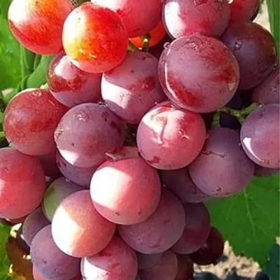 pamyati-buynenko-3-232880