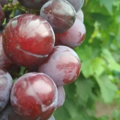 pamyati-buynenko-4-232880