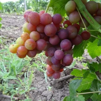 pamyati-buynenko-5-232880