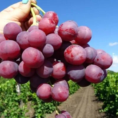 pamyati-buynenko-6-232880