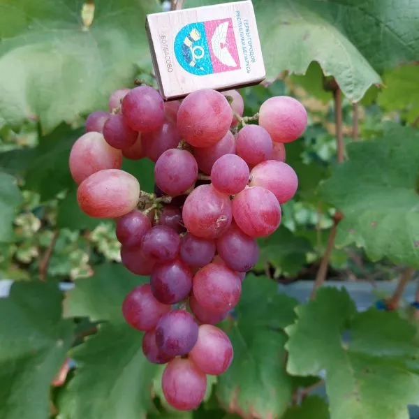 pamyati-buynenko-main-232880