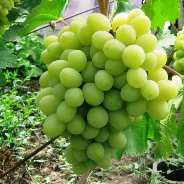 pamyati-shatilova-1-235887