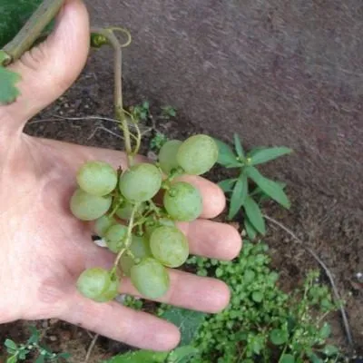 pamyati-shatilova-4-235887