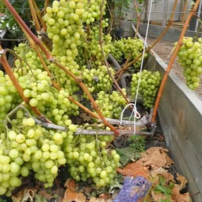 pamyati-shatilova-5-235887