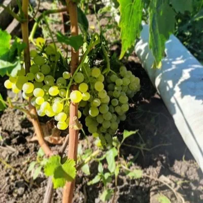 pamyati-shatilova-6-235887