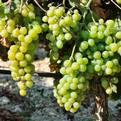 pamyati-shatilova-7-235887