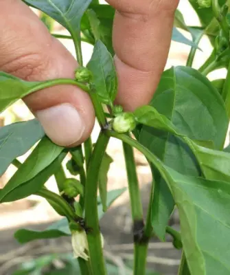 прищипка верхушки перца