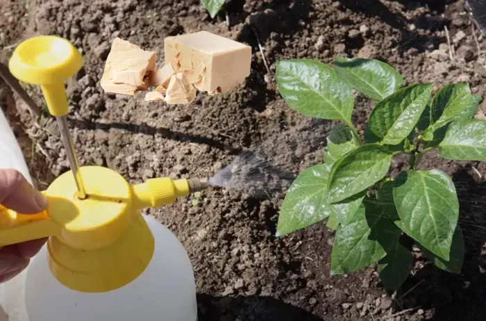 опрыскивание перца удобрением