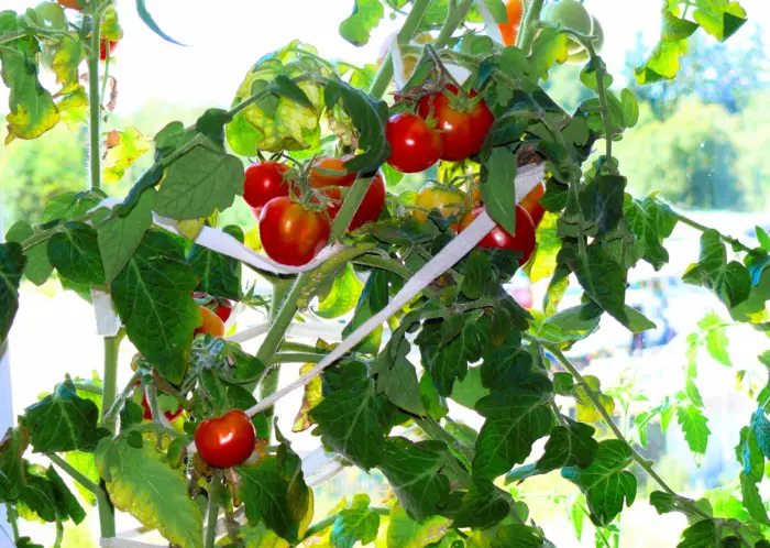 томатный куст с цветами и плодами