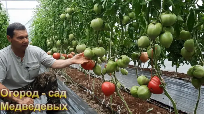 огородник осматривает томаты утром