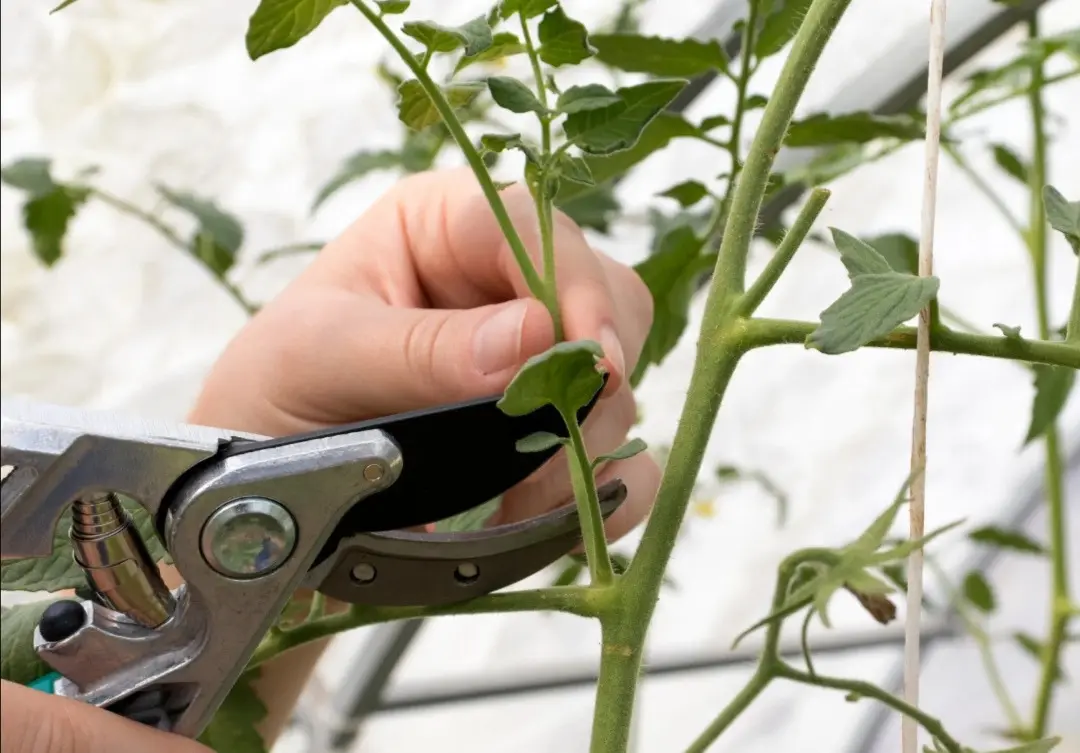 рука удаляет пасынок томата