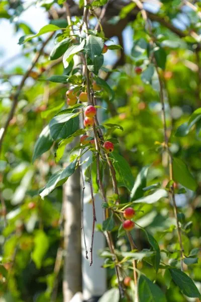 pendula-sahalinskaya-1-219773