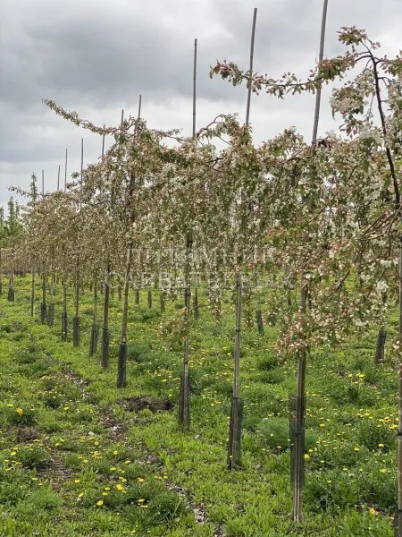 pendula-sahalinskaya-3-219773