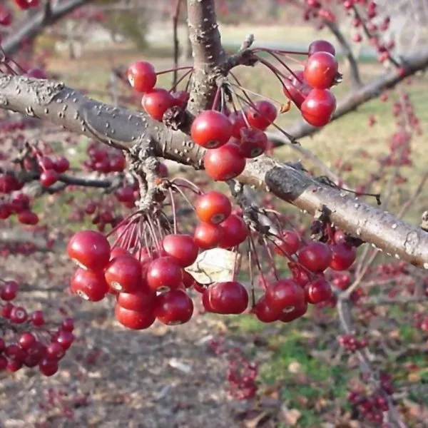 pendula-sahalinskaya-4-219773