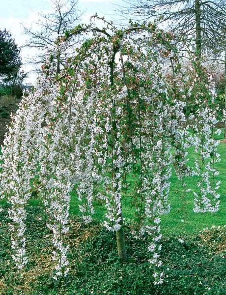 pendula-sahalinskaya-5-219773