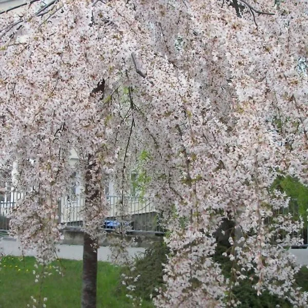 pendula-sahalinskaya-main-219773-1