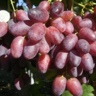 pereyaslavskaya-rada-2-234885