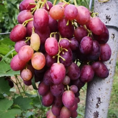 pereyaslavskaya-rada-main-234885