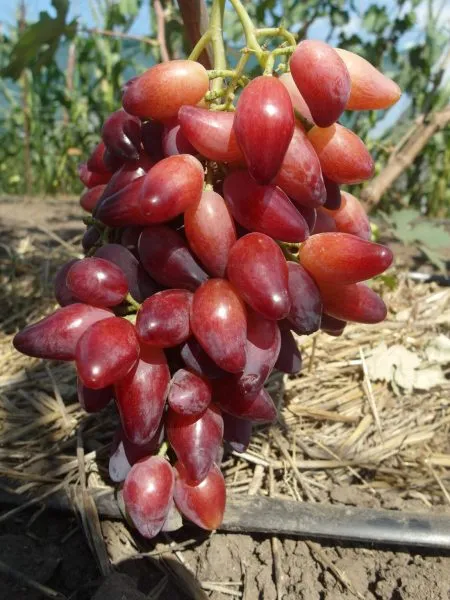 pertsovyy-krasnyy-2-231556