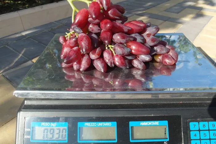 pertsovyy-krasnyy-3-231556