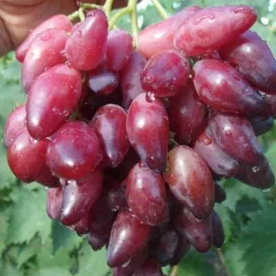 pertsovyy-krasnyy-4-231556