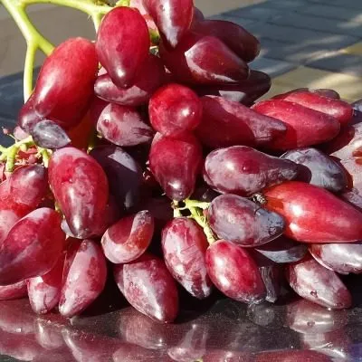 pertsovyy-krasnyy-5-231556