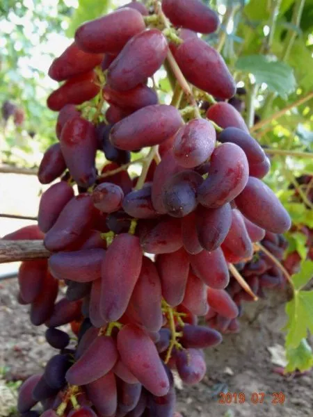 pertsovyy-krasnyy-main-231556