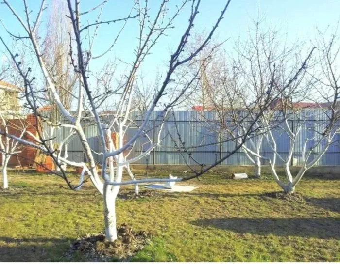 спящий сад ранней весной