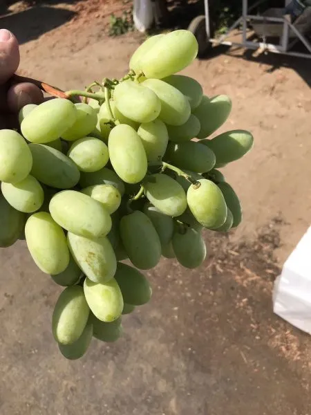 pervozvannyy-2-228122