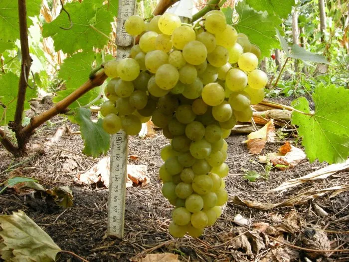 pervozvannyy-3-228122