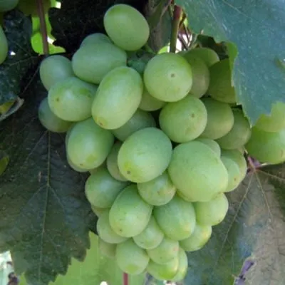 pervozvannyy-5-228122