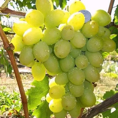 pervozvannyy-6-228122